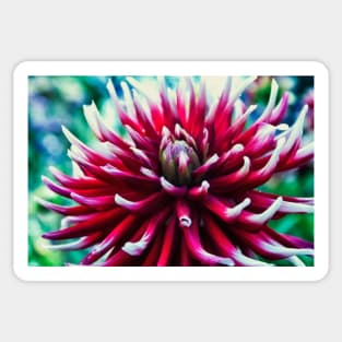 Red Dahlia flower Sticker